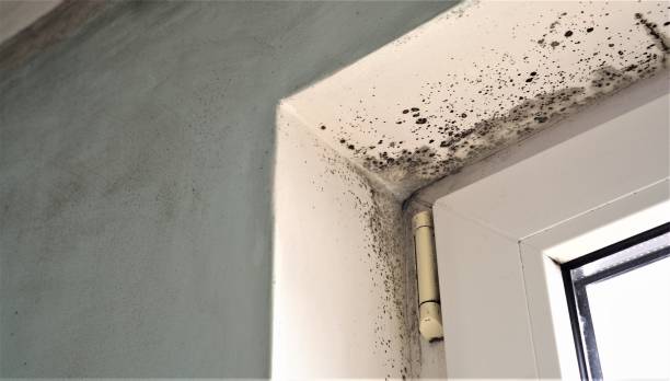 Mold Odor Removal Services in Ballard, UT