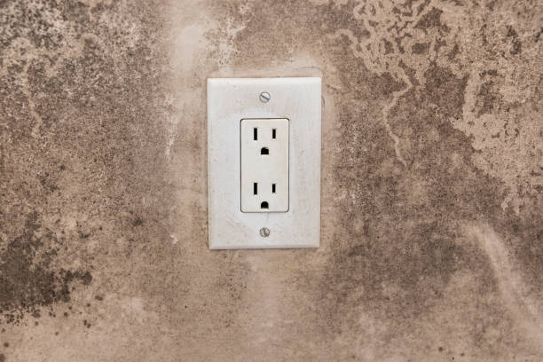 Trusted Ballard, UT Mold Removal Experts